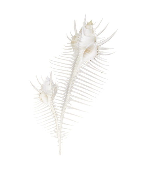 Photograph Louisa Parry Louisa_parry_shell4 on One Eyeland